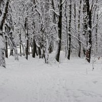 Зима в городском парке :: Милешкин Владимир Алексеевич 