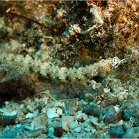 PipeFish :: алексей афанасьев