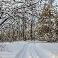 Дорога в зимнем лесу :: Юрий Стародубцев