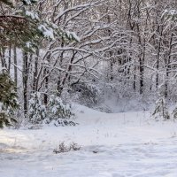 Зима в лесу... :: Юрий Стародубцев