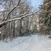 Зима в лесу. :: Юрий Стародубцев