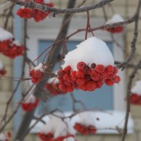 зимой :: Елена Шаламова