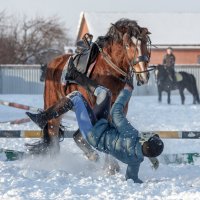 конкур :: Елена Логачева