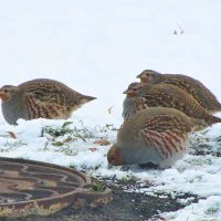 Наши городские куропатки,Орша :: Виталий Андрейчук