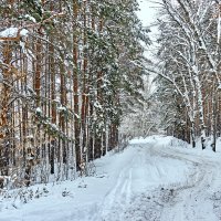 Рождественский лес :: berckut 1000