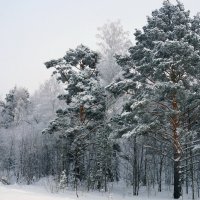 Замело, заснежило... :: Галина Кан