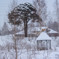 Сосна. Макарьевский вал. Солигалич :: Елена Верховская