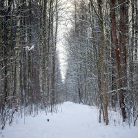 Просека в зимнем лесу. :: Владимир Серебрянко
