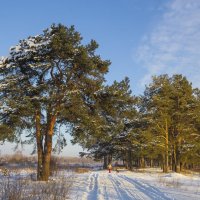 Сосны :: Галина Новинская