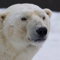 Белый медведь :: Владимир Шадрин