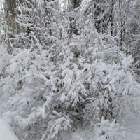 Много снега на НГ)) :: Алексей Кузнецов