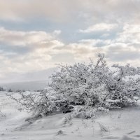 Обильный снег - редкий гость в Крыму :: Вячеслав К