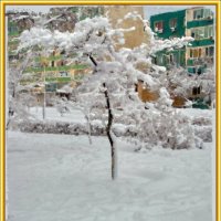 Деревце в снегу :: Анатолий Чикчирный