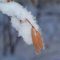 И спят серёжки крепко до апреля.. :: Андрей Заломленков