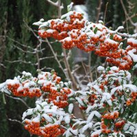 заснеженная яркость :: Асенька Ломакина