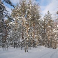 Солнечное утро :: Николай Танаев