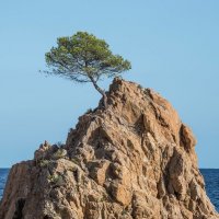 На севере диком стоит одиноко...) :: Юрий Скрипченков 