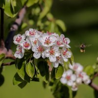 Лесная груша... :: Александр Фролов 