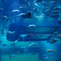 Дубайский аквариум. :: Alex 