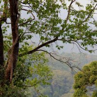 Кусочек джунглей в Тае :: Любовь 