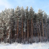 Там сосны рвутся в небо.. :: Андрей Заломленков