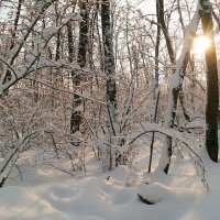 Где-то в чаще января гуляя.. :: Андрей Заломленков