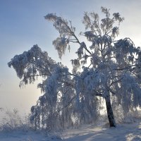 В Сибири :: Владимир Звягин