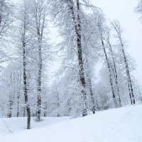 Зимний лес в объятьях тишины .... :: Маргарита ( Марта ) Дрожжина
