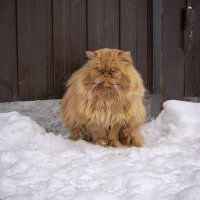 Кот и Зима ...)) :: Светлана Мельник