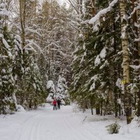 В лесу :: Галина Новинская