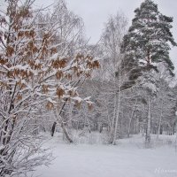 Много снега навалило... :: Лидия (naum.lidiya)