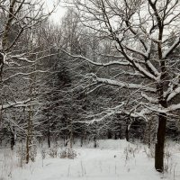 Деревья снегом запорошены :: Елена Павлова (Смолова)