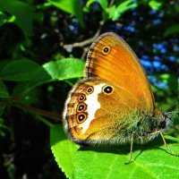 Сенница аркания (лат. Coenonympha arcania) :: vodonos241 