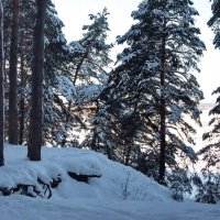 Корою сосен пахнет снег... :: Лесо-Вед (Баранов)
