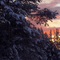 Кусочек розового неба в лесу.. :: Галина Полина