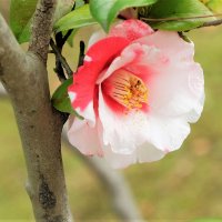 Камелия Ботанический сад Higashiyama Нагоя :: wea *