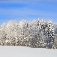 Зимний лес :: Ольга Милованова