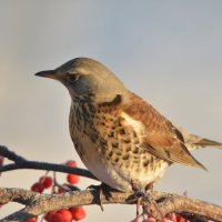 Дрозд рябинник :: Ольга Прикуль