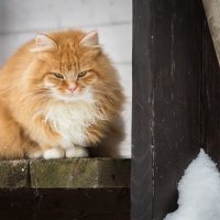 На родном крыльце. :: Олег Бабурин