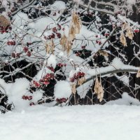 Ягоды в снегу.. :: Юрий Стародубцев