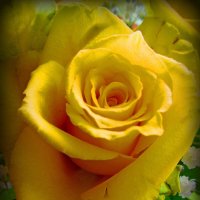 Изменница (желтая роза) :: Сергей Карачин