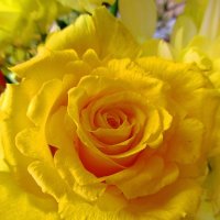 Желтые розы :: Сергей Карачин