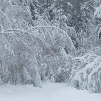 Все дорожки заметает зимушка-зима :: Светлана Петошина