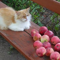 кошка и яблоки :: георгий  петькун 