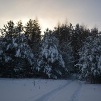Снежный лес :: Сергей Щеглов
