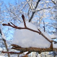 Веточка в снегу :: Лидия (naum.lidiya)