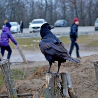 Ворон :: Владимир Клюев