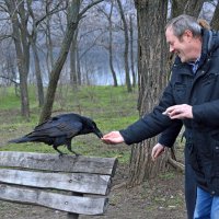 Ворона :: Владимир Клюев