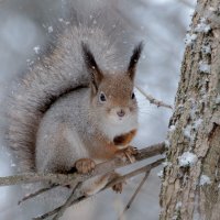 *** :: Владимир Безбородов