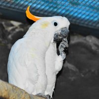 Попугай какаду :: Константин Анисимов